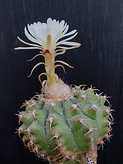 Нажмите на изображение для увеличения.  Название:	Discocactus alteolens 1.002.jpg Просмотров:	2 Размер:	182.0 Кб ID:	538802