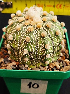 Нажмите на изображение для увеличения.  Название:	Astrophytum asterias cv. “Hanazona Syowa” 002.jpg Просмотров:	51 Размер:	198.3 Кб ID:	538807