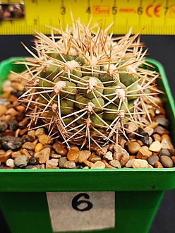 Нажмите на изображение для увеличения.  Название:	Gymnocalycium ochoterenai v.scoparium 6 001.jpg Просмотров:	50 Размер:	207.4 Кб ID:	538809
