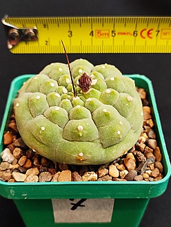 Нажмите на изображение для увеличения.  Название:	Submatucana madisoniorum 7 002.jpg Просмотров:	0 Размер:	204.3 Кб ID:	539006