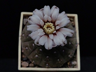 Нажмите на изображение для увеличения.  Название:	Gymnocalycium ochoterenai v.cinereum 2.004.jpg Просмотров:	0 Размер:	123.8 Кб ID:	539126
