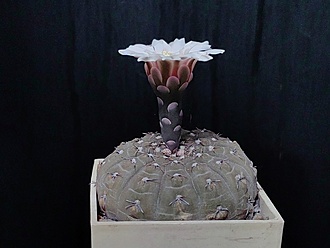 Нажмите на изображение для увеличения.  Название:	Gymnocalycium ochoterenai v.cinereum 2.003.jpg Просмотров:	0 Размер:	133.0 Кб ID:	539127