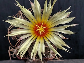 Нажмите на изображение для увеличения.

Название:	Astrophytum capricorne 4.005.jpg
Просмотров:	155
Размер:	174.8 Кб
ID:	539223