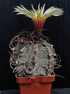 Нажмите на изображение для увеличения.

Название:	Astrophytum capricorne 4.004.jpg
Просмотров:	155
Размер:	203.7 Кб
ID:	539224