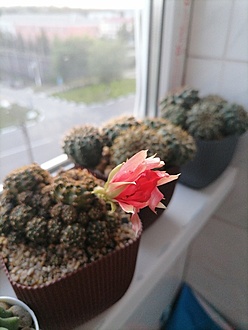 Нажмите на изображение для увеличения.

Название:	IMG_20250708_203936.jpg
Просмотров:	140
Размер:	150.4 Кб
ID:	539250