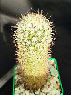 Нажмите на изображение для увеличения.

Название:	Mammillaria microhelia v. microheliopsis 001.jpg
Просмотров:	0
Размер:	165.6 Кб
ID:	539513