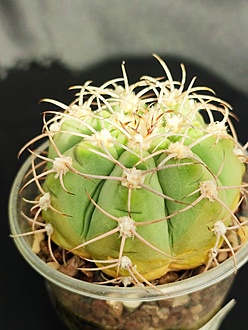 Нажмите на изображение для увеличения.

Название:	Gymnocalycium bayrianum P 399 003.jpg
Просмотров:	0
Размер:	170.6 Кб
ID:	539516
