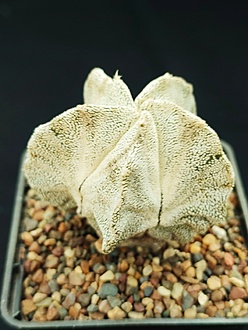 Нажмите на изображение для увеличения.

Название:	Astrophytum myriostigma cv. Onzuka 001.jpg
Просмотров:	0
Размер:	148.7 Кб
ID:	539517