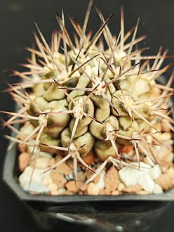 Нажмите на изображение для увеличения.

Название:	Gymnocalycium schickendantzii  001.jpg
Просмотров:	0
Размер:	151.0 Кб
ID:	539518