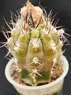 Нажмите на изображение для увеличения.

Название:	Pyrrhocactus megliolli  001.jpg
Просмотров:	0
Размер:	208.3 Кб
ID:	539519