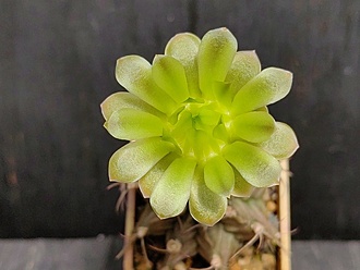 Нажмите на изображение для увеличения.

Название:	Gymnocalycium mihanovichii LB 2199  005.jpg
Просмотров:	68
Размер:	144.9 Кб
ID:	539657