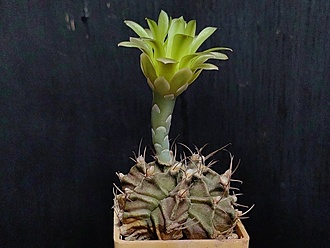 Нажмите на изображение для увеличения.

Название:	Gymnocalycium mihanovichii LB 2199  004.jpg
Просмотров:	67
Размер:	164.1 Кб
ID:	539658