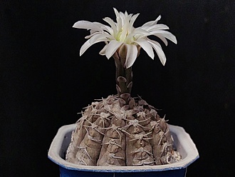 Нажмите на изображение для увеличения.

Название:	Gymnocalycium ragonesei 2.006.jpg
Просмотров:	98
Размер:	138.1 Кб
ID:	539664