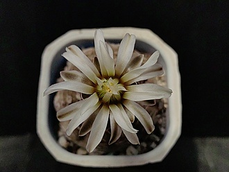 Нажмите на изображение для увеличения.

Название:	Gymnocalycium ragonesei 2.007.jpg
Просмотров:	97
Размер:	131.9 Кб
ID:	539665
