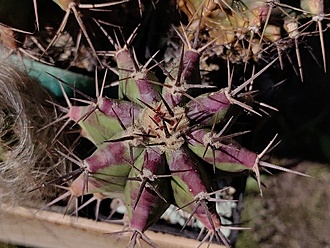 Нажмите на изображение для увеличения.

Название:	Echinocactus platyacanthus PP 879 1.714 002.jpg
Просмотров:	103
Размер:	213.8 Кб
ID:	539870