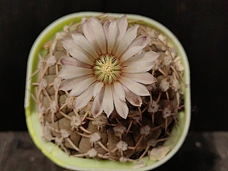 Нажмите на изображение для увеличения.

Название:	Gymnocalycium stellatum v.paucicostatum  1.003.jpg
Просмотров:	22
Размер:	155.6 Кб
ID:	539865