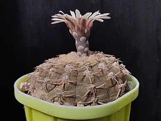 Нажмите на изображение для увеличения.

Название:	Gymnocalycium stellatum v.paucicostatum  1.002.jpg
Просмотров:	22
Размер:	168.2 Кб
ID:	539864