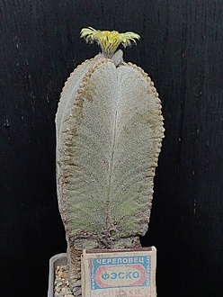 Нажмите на изображение для увеличения.

Название:	Astrophytum myriostigma v.quadricostatum 1.004.jpg
Просмотров:	197
Размер:	209.0 Кб
ID:	539867