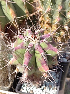 Нажмите на изображение для увеличения.

Название:	Echinocactus platyacanthus PP 879 1.714 003.jpg
Просмотров:	103
Размер:	239.5 Кб
ID:	539871
