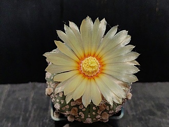 Нажмите на изображение для увеличения.

Название:	Astrophytum asterias cv.”Super cabuto” 1.005.jpg
Просмотров:	486
Размер:	144.2 Кб
ID:	539954