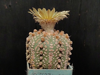 Нажмите на изображение для увеличения.

Название:	Astrophytum asterias cv.”Super cabuto” 1.004.jpg
Просмотров:	483
Размер:	165.4 Кб
ID:	539955