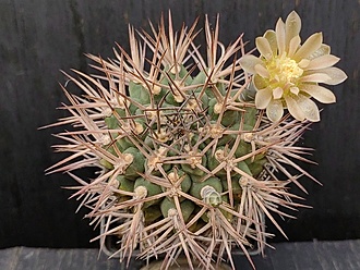 Нажмите на изображение для увеличения.

Название:	Gymnocalycium schickendantzii 3.003.jpg
Просмотров:	261
Размер:	223.9 Кб
ID:	540032