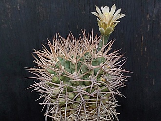 Нажмите на изображение для увеличения.

Название:	Gymnocalycium schickendantzii 3.002.jpg
Просмотров:	254
Размер:	194.2 Кб
ID:	540033