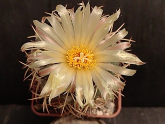 Нажмите на изображение для увеличения.

Название:	Coryphantha sulcata 3.005.jpg
Просмотров:	193
Размер:	170.9 Кб
ID:	540225