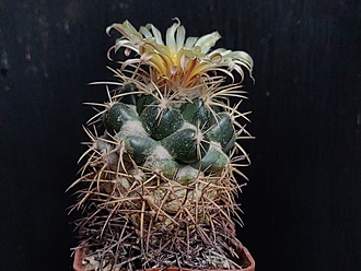 Нажмите на изображение для увеличения.

Название:	Coryphantha sulcata 3.004.jpg
Просмотров:	193
Размер:	177.4 Кб
ID:	540226