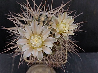 Нажмите на изображение для увеличения.

Название:	Gymnocalycium michoga 3.007.jpg
Просмотров:	173
Размер:	167.6 Кб
ID:	540252