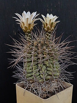 Нажмите на изображение для увеличения.

Название:	Gymnocalycium michoga 3.006.jpg
Просмотров:	173
Размер:	217.8 Кб
ID:	540253