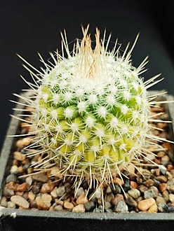 Нажмите на изображение для увеличения.  Название:	Mammillaria geminispina. 001.jpg Просмотров:	0 Размер:	192.4 Кб ID:	540293
