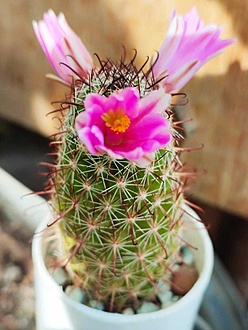 Нажмите на изображение для увеличения.  Название:	Mammillaria sheldonii  002.jpg Просмотров:	0 Размер:	151.7 Кб ID:	540295