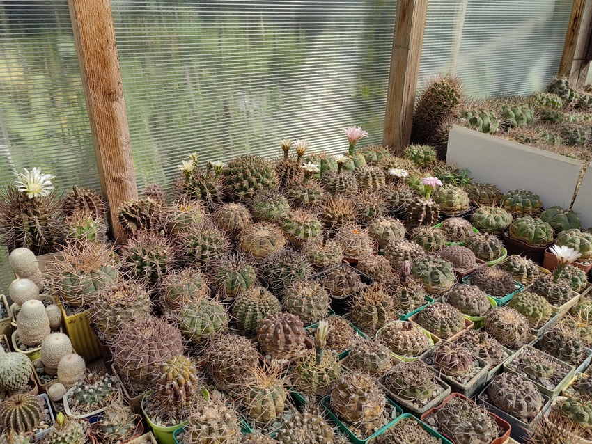 Нажмите на изображение для увеличения.

Название:	015 Gymnocalycium.jpg
Просмотров:	237
Размер:	350.5 Кб
ID:	540306