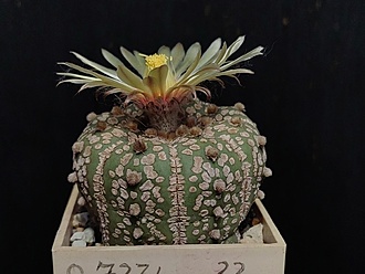 Нажмите на изображение для увеличения.

Название:	Astrophytum asterias cv.”Super cabuto” 4.004.jpg
Просмотров:	170
Размер:	151.9 Кб
ID:	540344