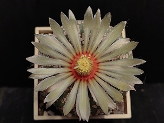 Нажмите на изображение для увеличения.

Название:	Astrophytum asterias cv.”Super cabuto” 4.005.jpg
Просмотров:	172
Размер:	150.2 Кб
ID:	540345