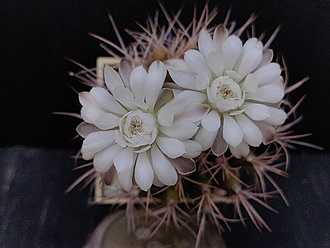 Нажмите на изображение для увеличения.

Название:	Gymnocalycium damsii v.centrispinum 2.008.jpg
Просмотров:	88
Размер:	149.6 Кб
ID:	540347
