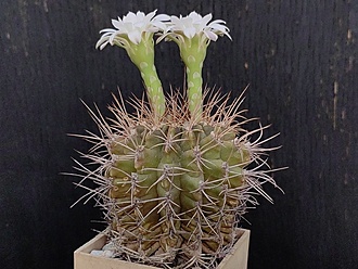Нажмите на изображение для увеличения.

Название:	Gymnocalycium damsii v.centrispinum 2.007.jpg
Просмотров:	88
Размер:	205.6 Кб
ID:	540348