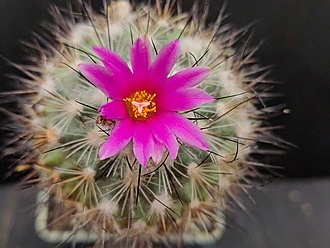 Нажмите на изображение для увеличения.

Название:	Gymnocactus viereckii 4.005.jpg
Просмотров:	108
Размер:	171.2 Кб
ID:	540367