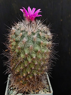 Нажмите на изображение для увеличения.

Название:	Gymnocactus viereckii 4.004.jpg
Просмотров:	107
Размер:	217.0 Кб
ID:	540368