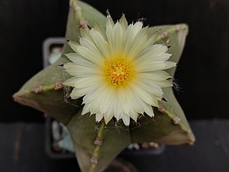 Нажмите на изображение для увеличения.

Название:	Astrophytum myriostigma v.grandiflorum sv.glabrum 1.005.jpg
Просмотров:	34
Размер:	122.4 Кб
ID:	540446