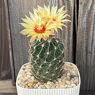 Нажмите на изображение для увеличения.

Название:	Ferocactus setispinus 2025-08-17 front.jpg
Просмотров:	25
Размер:	337.1 Кб
ID:	540454
