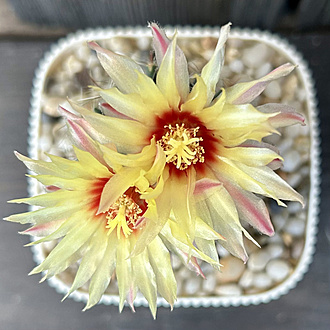 Нажмите на изображение для увеличения.

Название:	Ferocactus setispinus 2025-08-17 top.jpg
Просмотров:	24
Размер:	253.4 Кб
ID:	540455