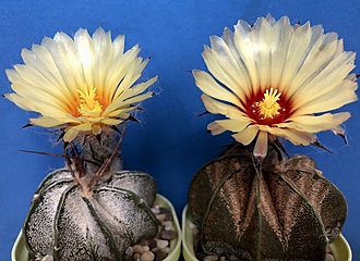 Нажмите на изображение для увеличения.

Название:	IMG_2881.jpg
Просмотров:	97
Размер:	184.5 Кб
ID:	540486