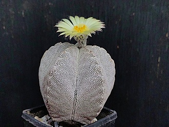 Нажмите на изображение для увеличения.

Название:	Astrophytum myriostigma cv.”Onzuka” 1.004.jpg
Просмотров:	40
Размер:	211.0 Кб
ID:	540519