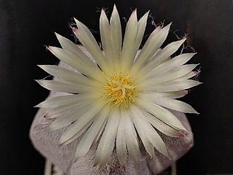 Нажмите на изображение для увеличения.

Название:	Astrophytum myriostigma cv.”Onzuka” 2.003.jpg
Просмотров:	39
Размер:	166.9 Кб
ID:	540520