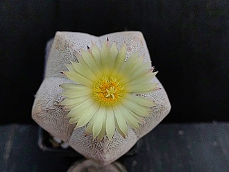 Нажмите на изображение для увеличения.

Название:	Astrophytum myriostigma cv.”Onzuka” 1.005.jpg
Просмотров:	40
Размер:	140.9 Кб
ID:	540521