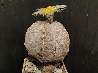 Нажмите на изображение для увеличения.

Название:	Astrophytum myriostigma cv.”Onzuka” 2.002.jpg
Просмотров:	39
Размер:	202.4 Кб
ID:	540522
