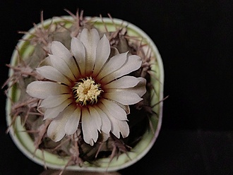 Нажмите на изображение для увеличения.

Название:	Gymnocalycium triacanthum 2.003.jpg
Просмотров:	220
Размер:	138.7 Кб
ID:	540558