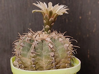 Нажмите на изображение для увеличения.

Название:	Gymnocalycium triacanthum 2.002.jpg
Просмотров:	222
Размер:	175.0 Кб
ID:	540559